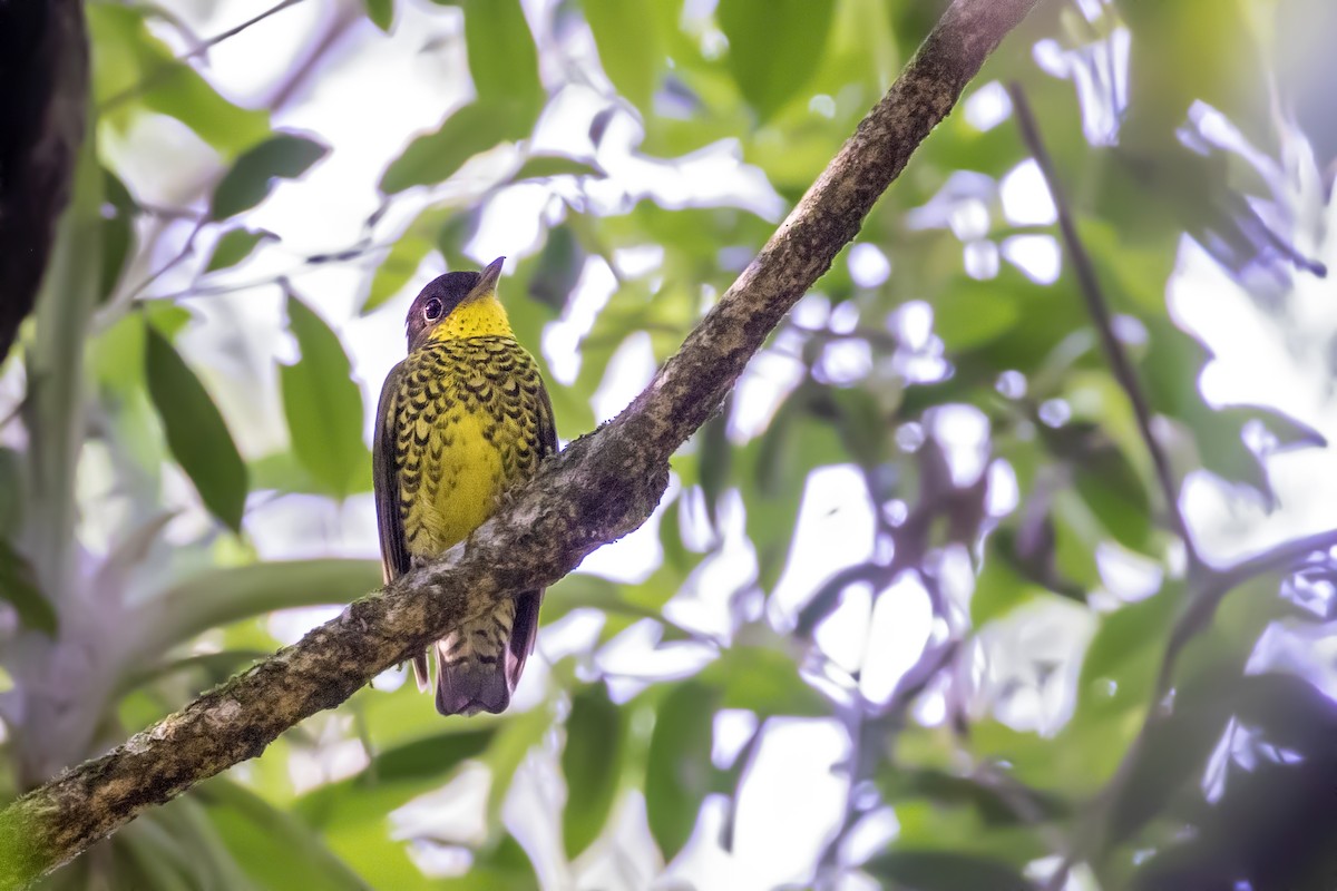 Brazilian Laniisoma - Caio Brito | Brazil Birding Experts