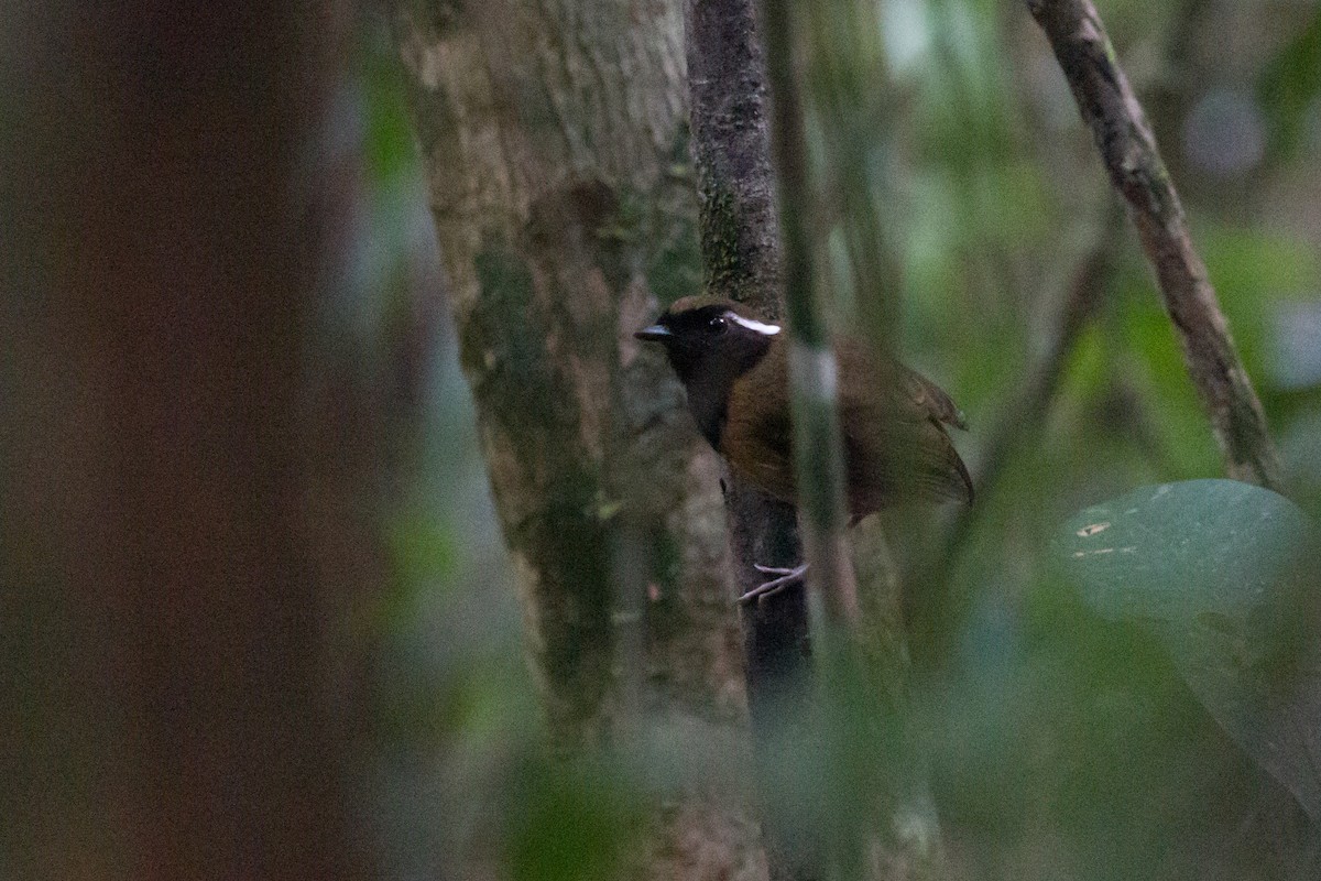 Black-breasted Gnateater - ML253706081