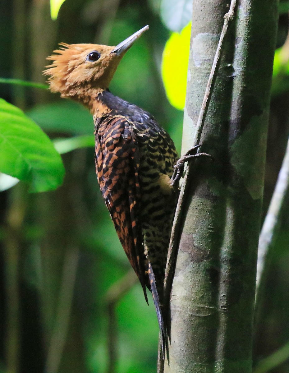 Ringed Woodpecker - Fabio Olmos