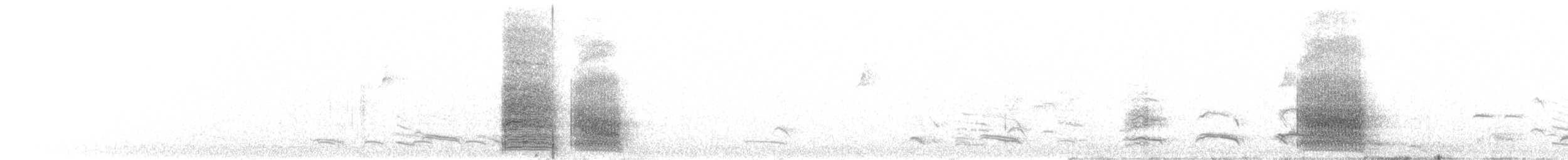 White-winged Chough - ML253708111