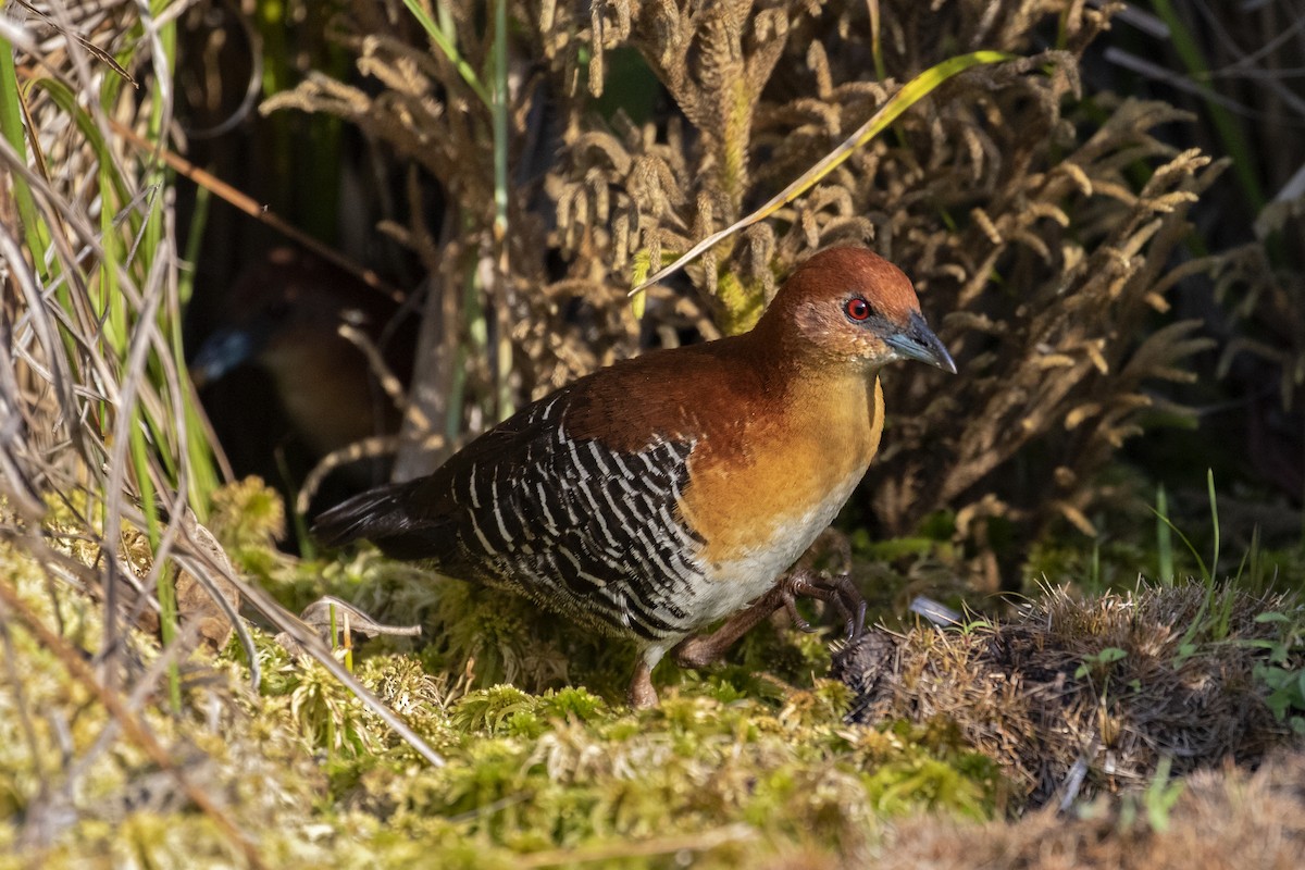 Rufous-faced Crake - ML253709131