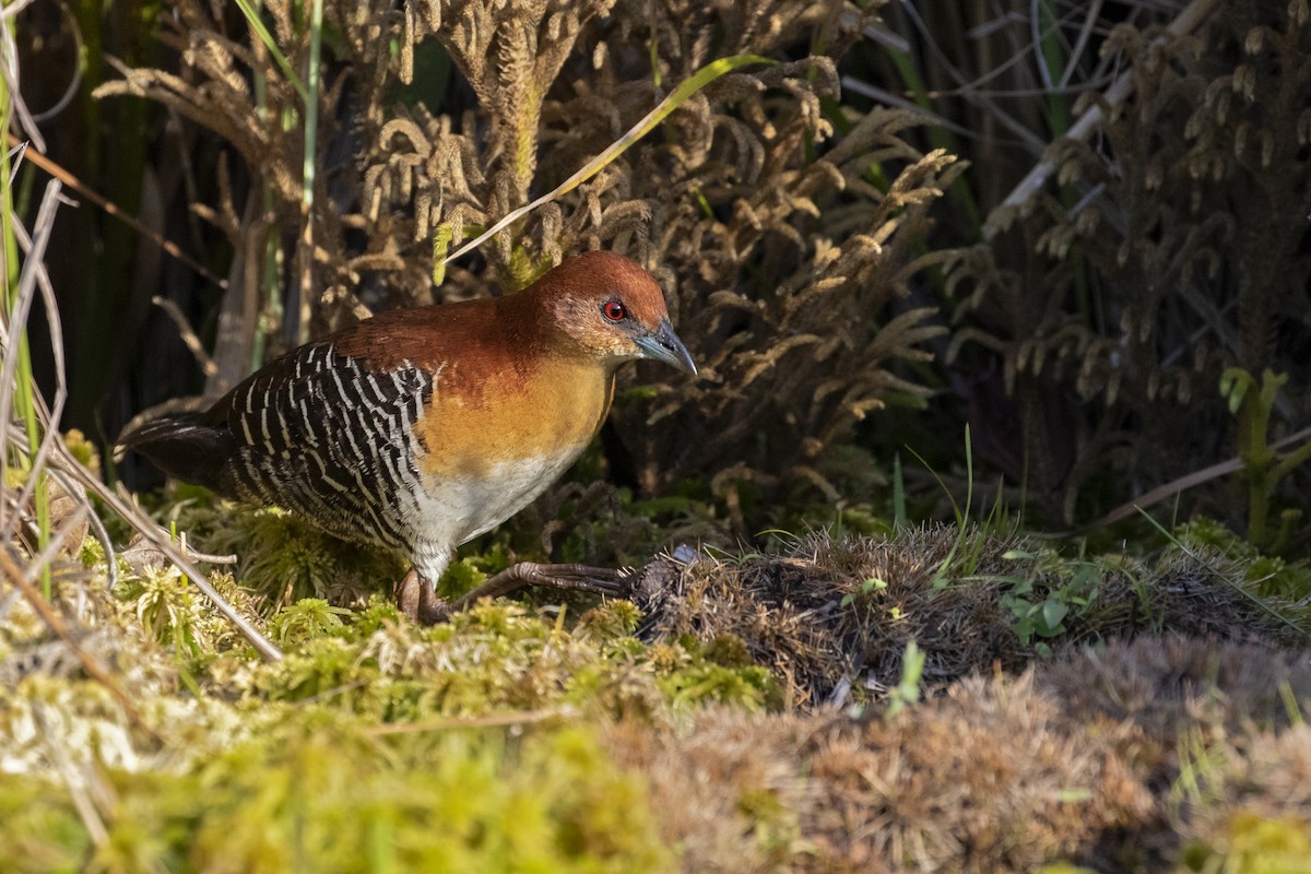 Rufous-faced Crake - ML253709141