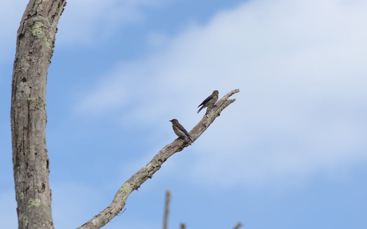 Eastern Bluebird - ML253710691