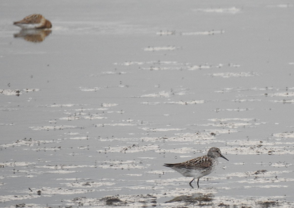 White-rumped Sandpiper - ML253711851
