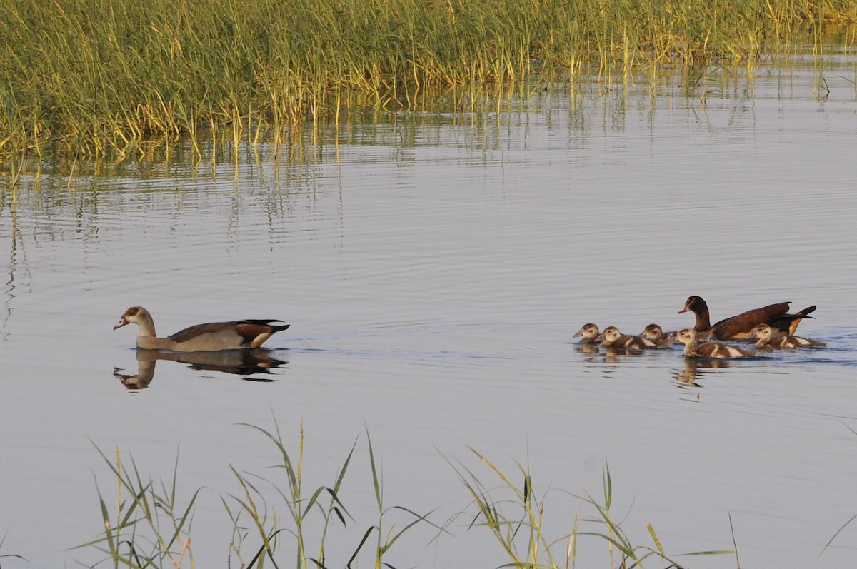 Egyptian Goose - ML253712431