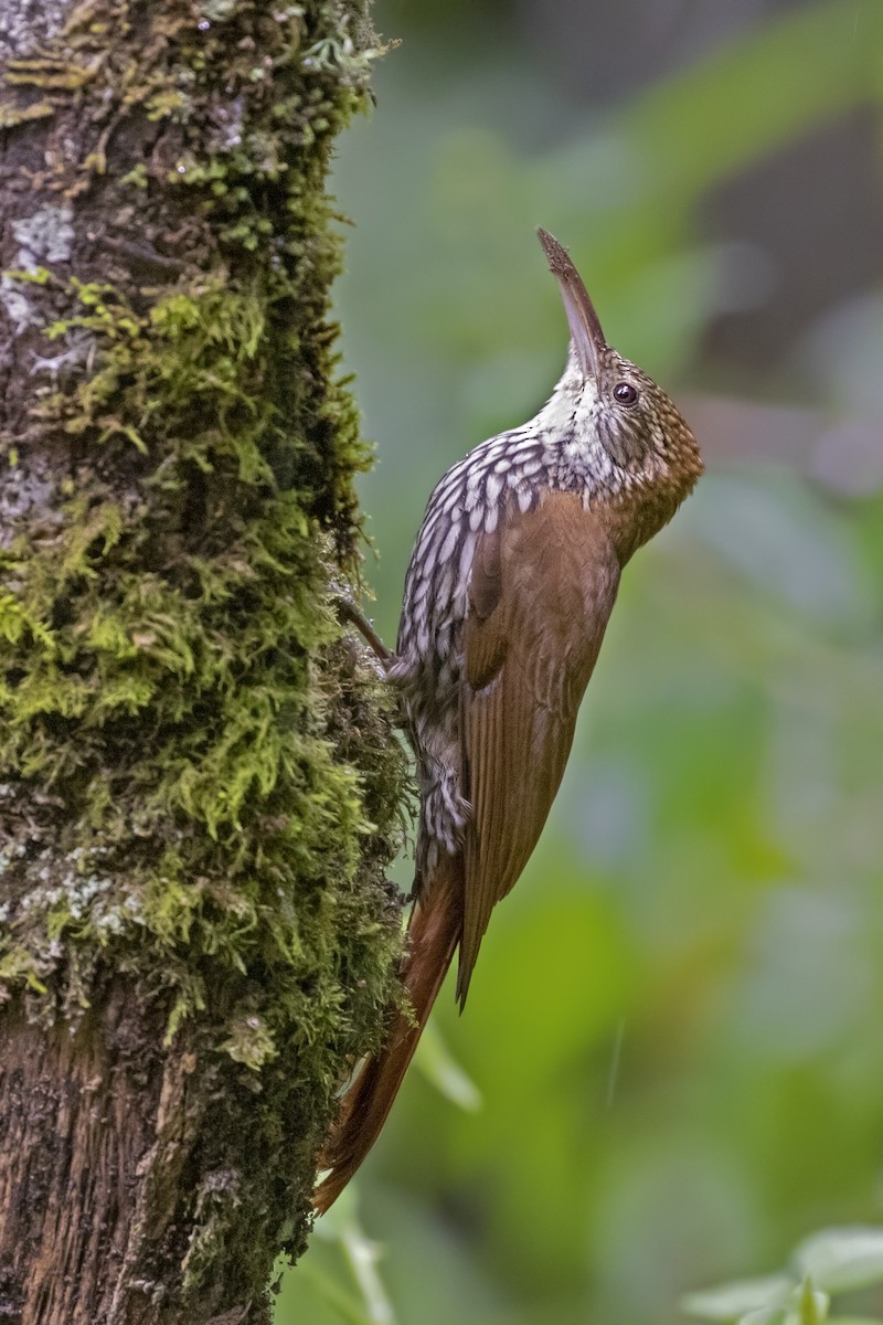Scaled Woodcreeper - ML253712921