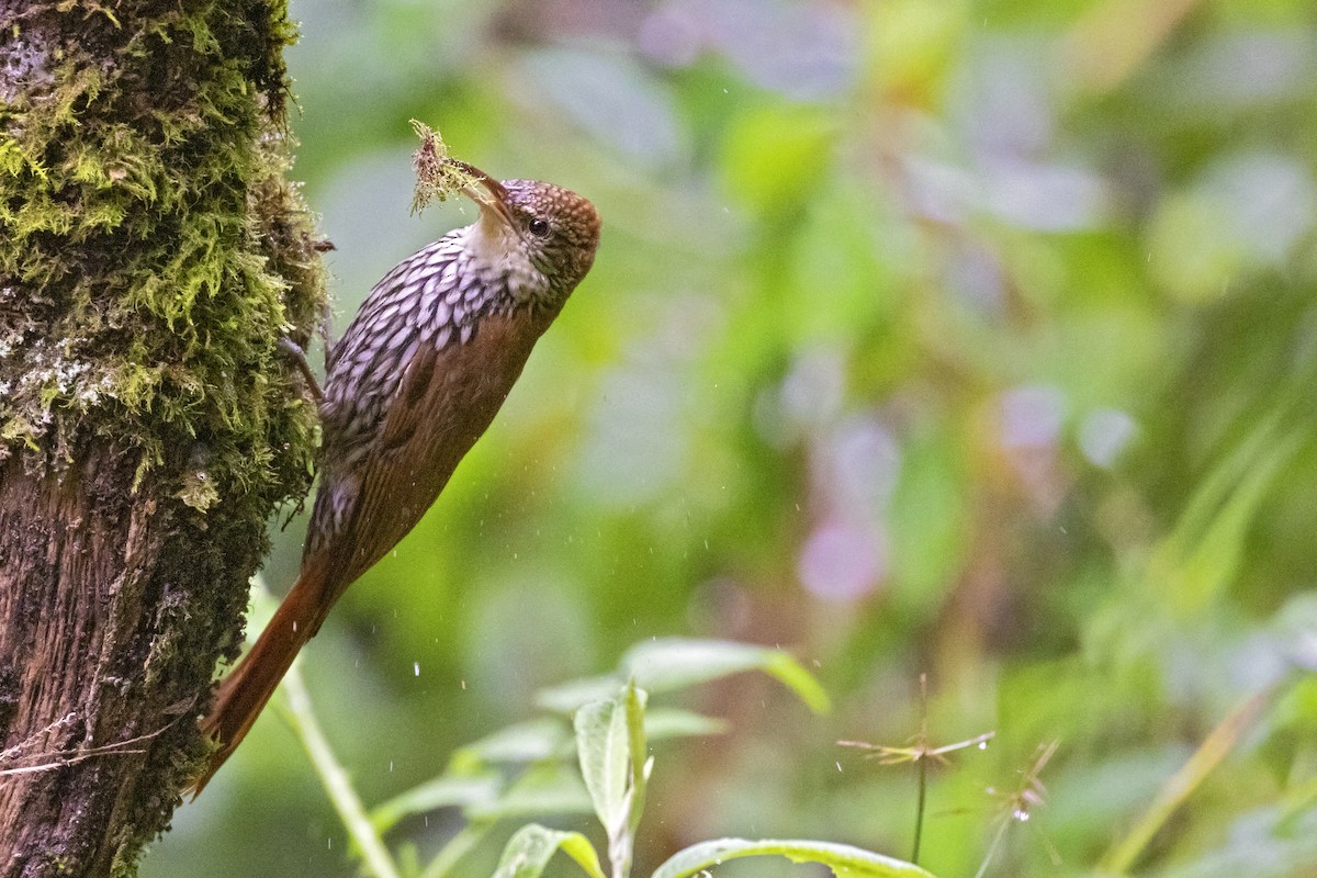 Scaled Woodcreeper - ML253713001