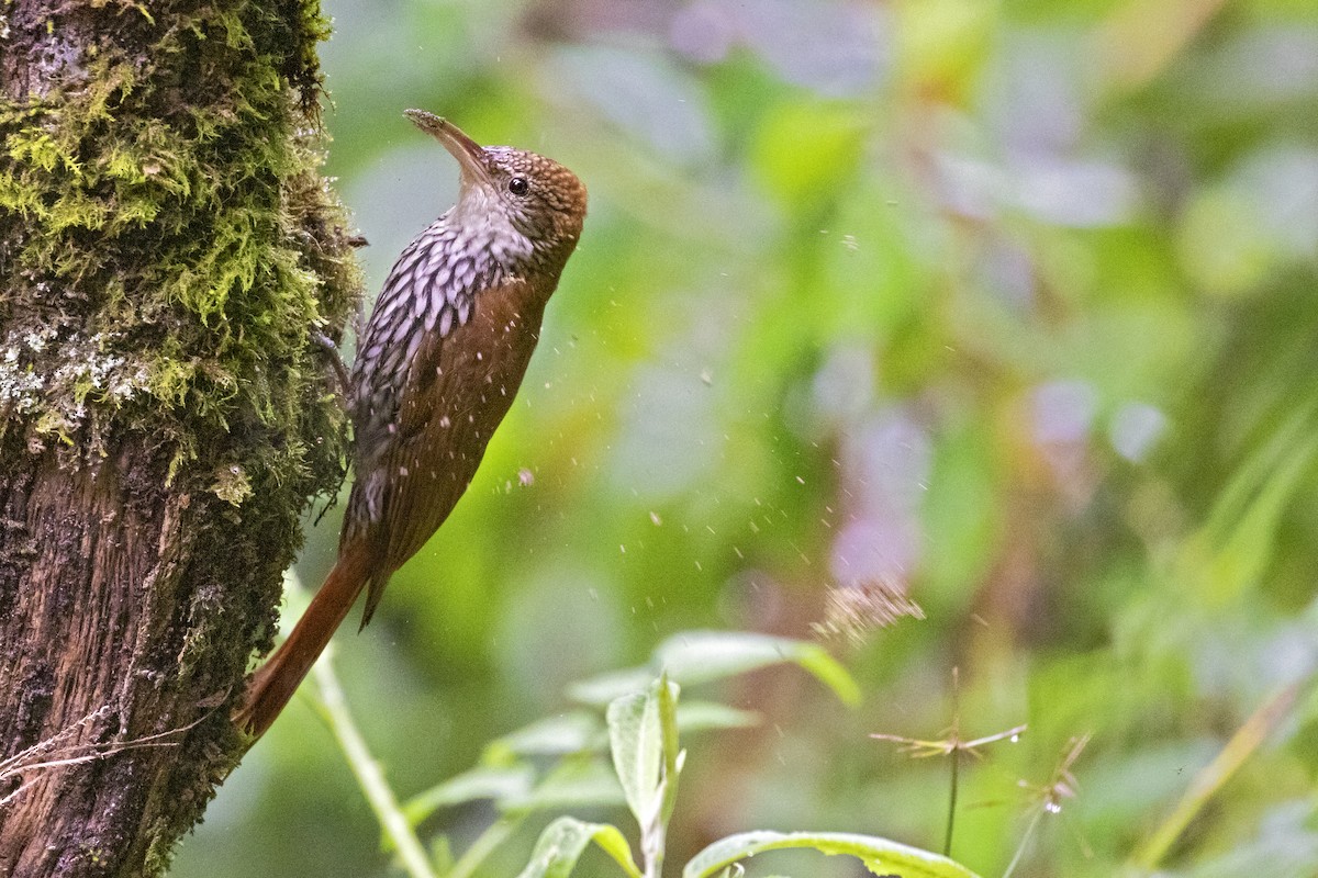 Scaled Woodcreeper - ML253713021