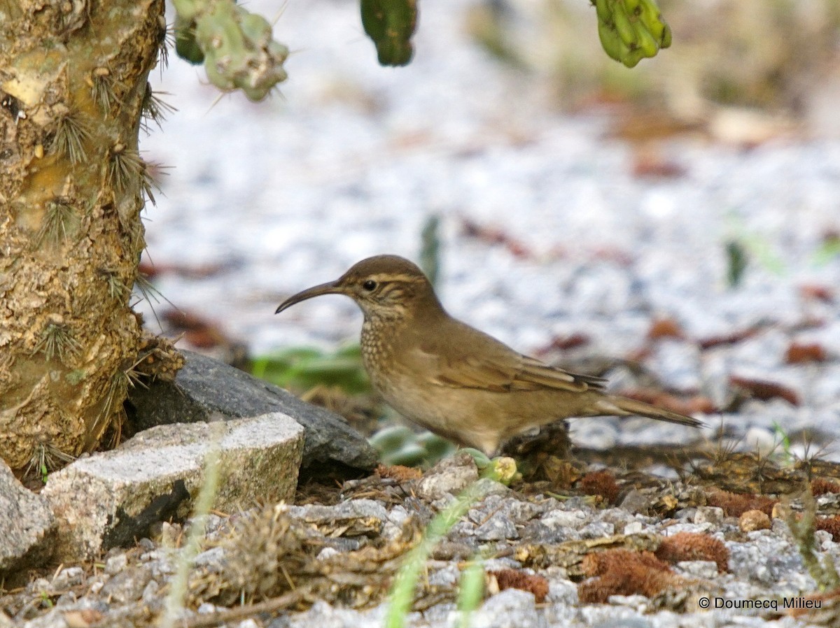 Scale-throated Earthcreeper - ML253713121