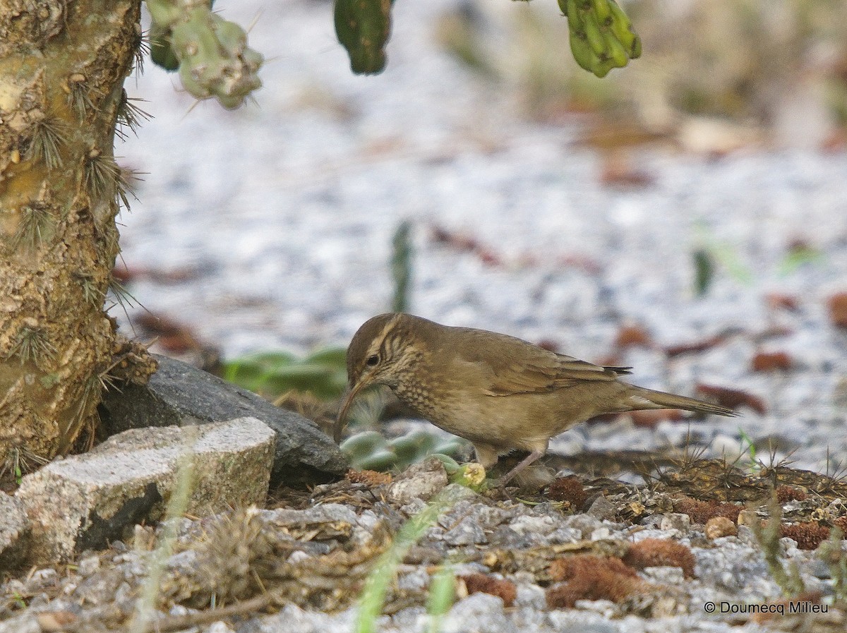 Scale-throated Earthcreeper - ML253713151