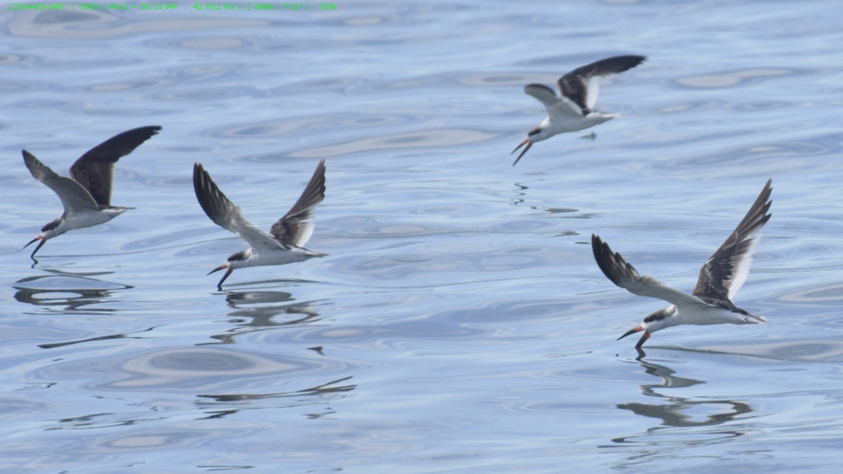 Black Skimmer (intercedens) - ML253714351