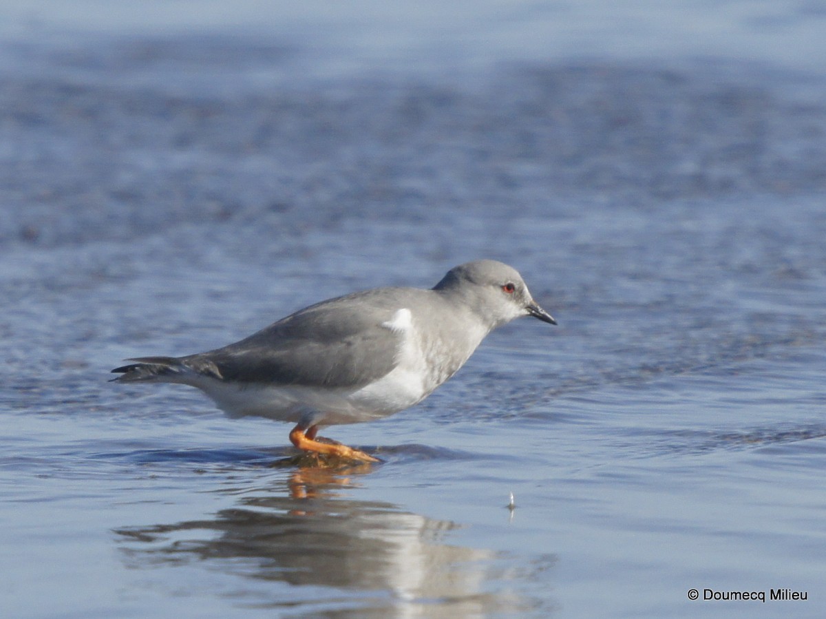 Magellanic Plover - ML253717631