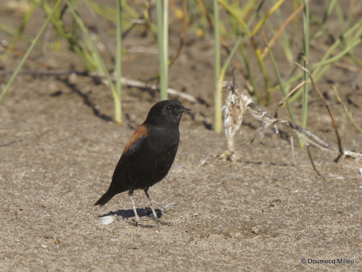 Austral Negrito - ML253717771