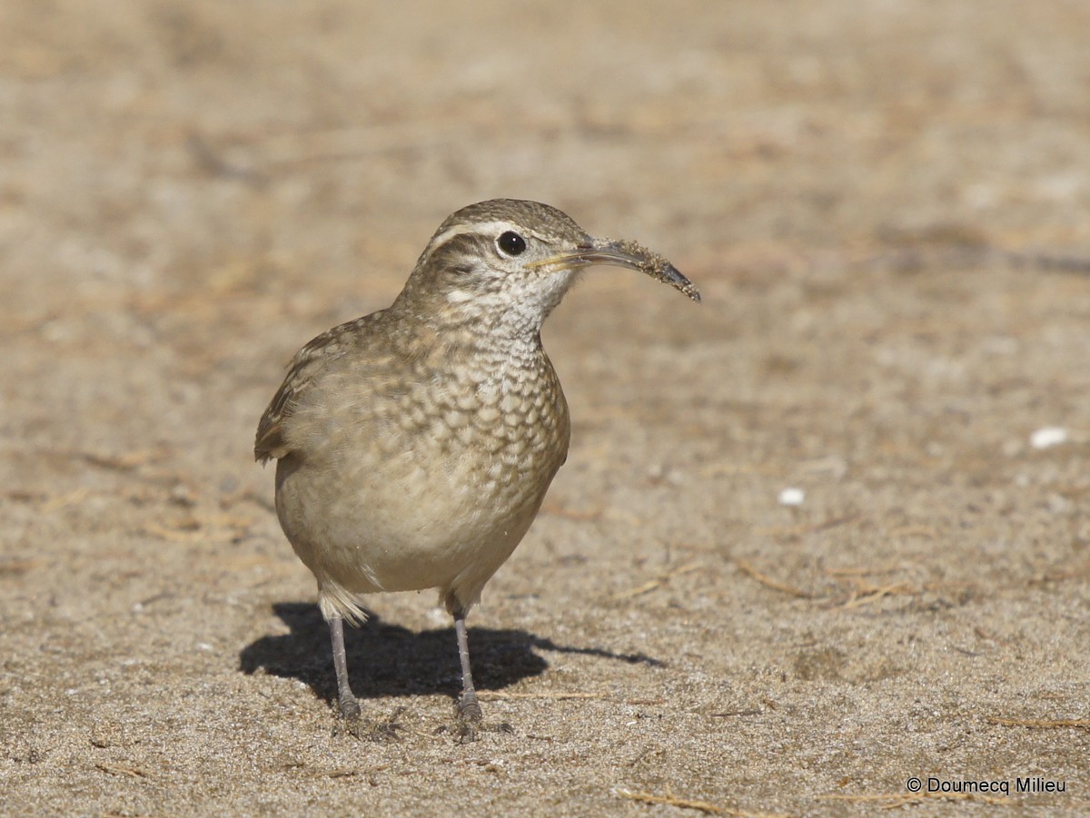 Scale-throated Earthcreeper - ML253718231