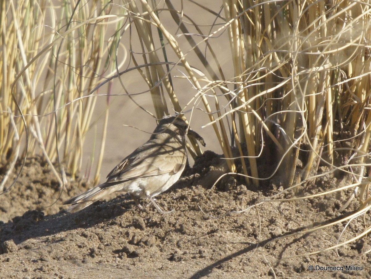 Scale-throated Earthcreeper - ML253718251