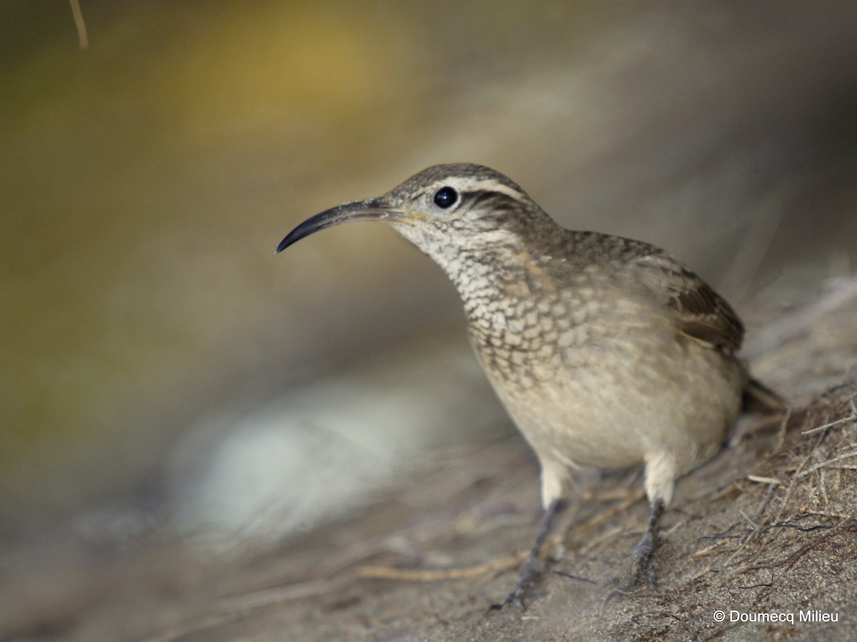 Scale-throated Earthcreeper - ML253718261