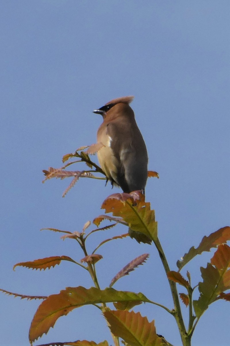 Cedar Waxwing - ML253718641