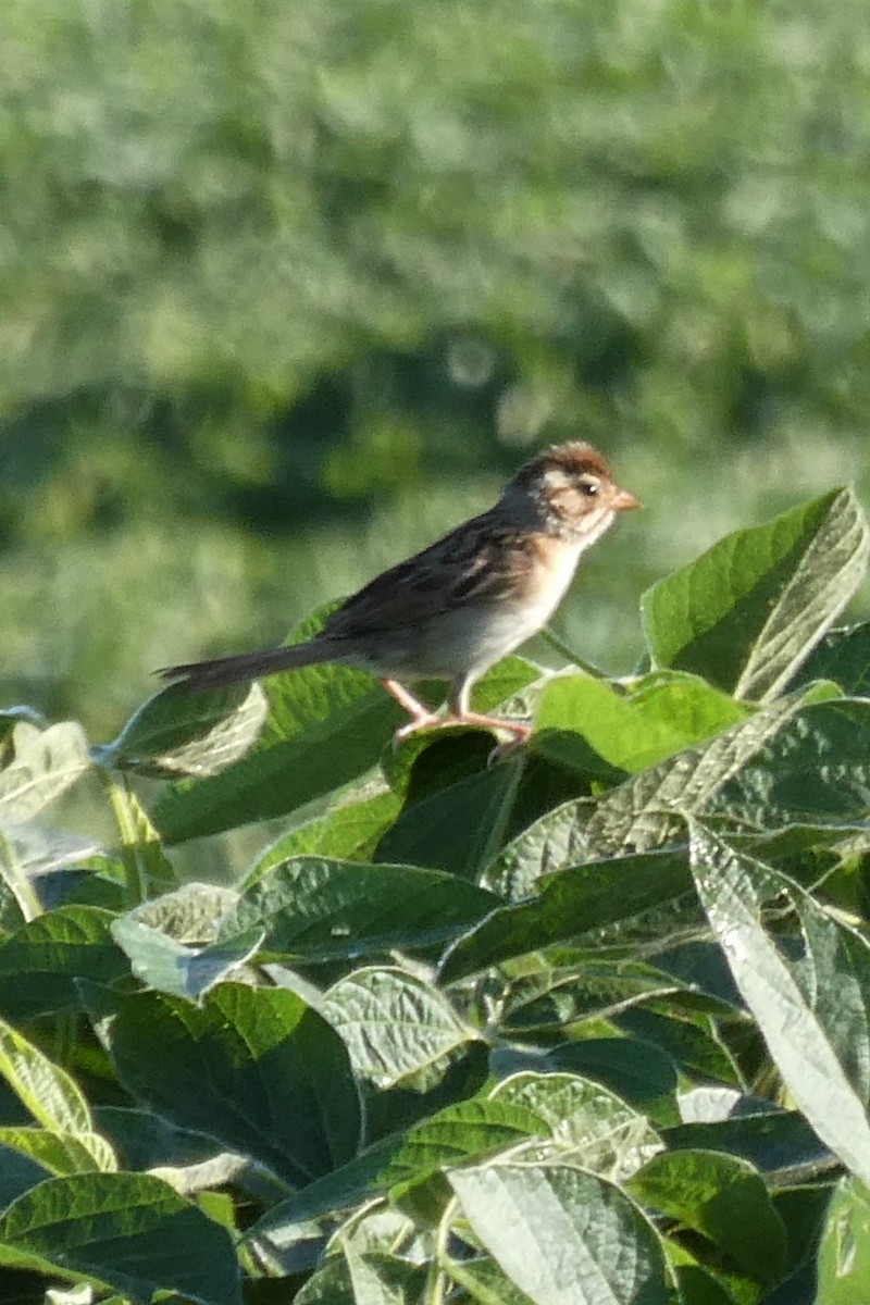 Clay-colored Sparrow - ML253718741