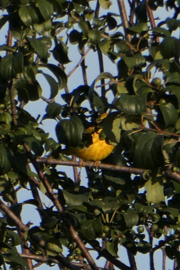 Yellow Warbler - ML253719161