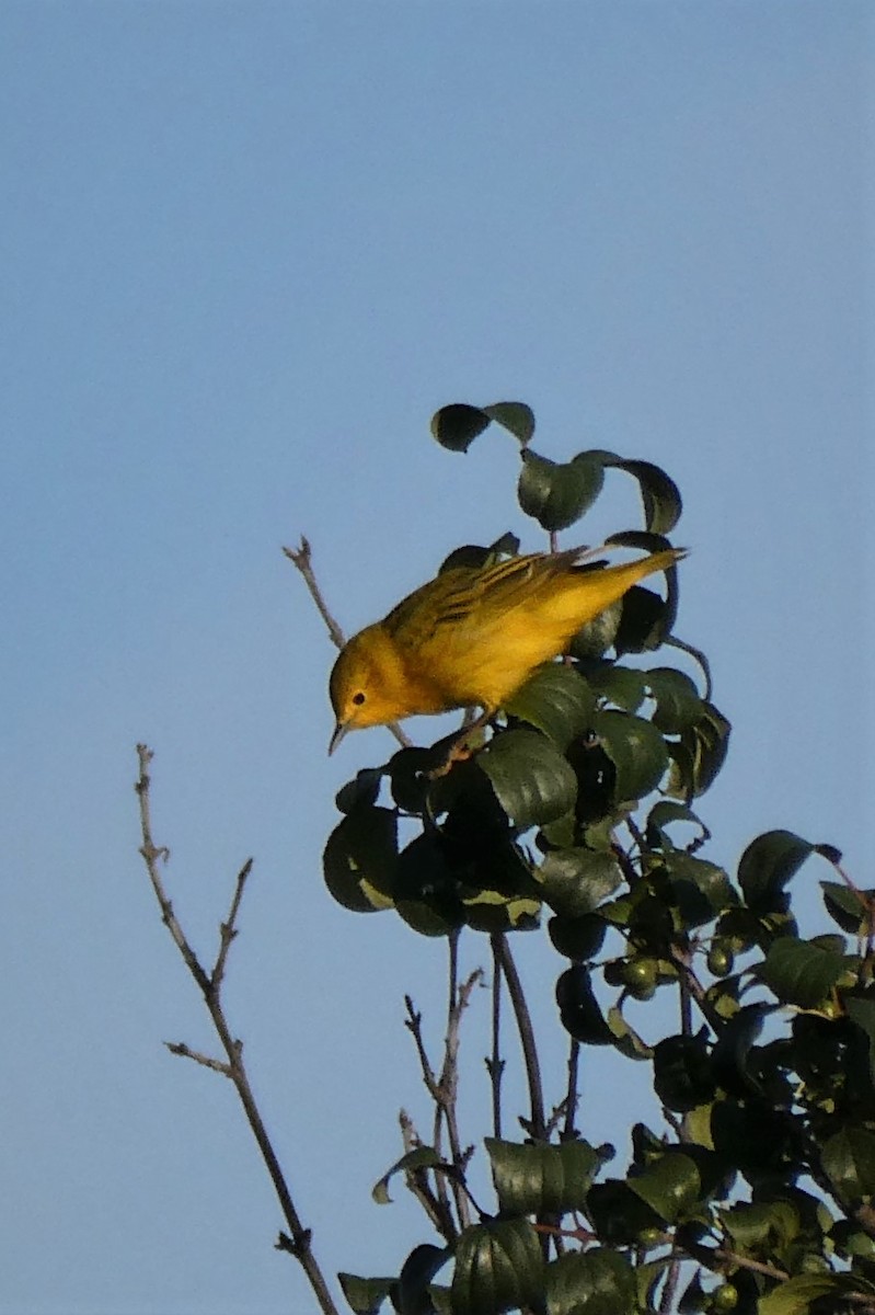 Yellow Warbler - ML253719171