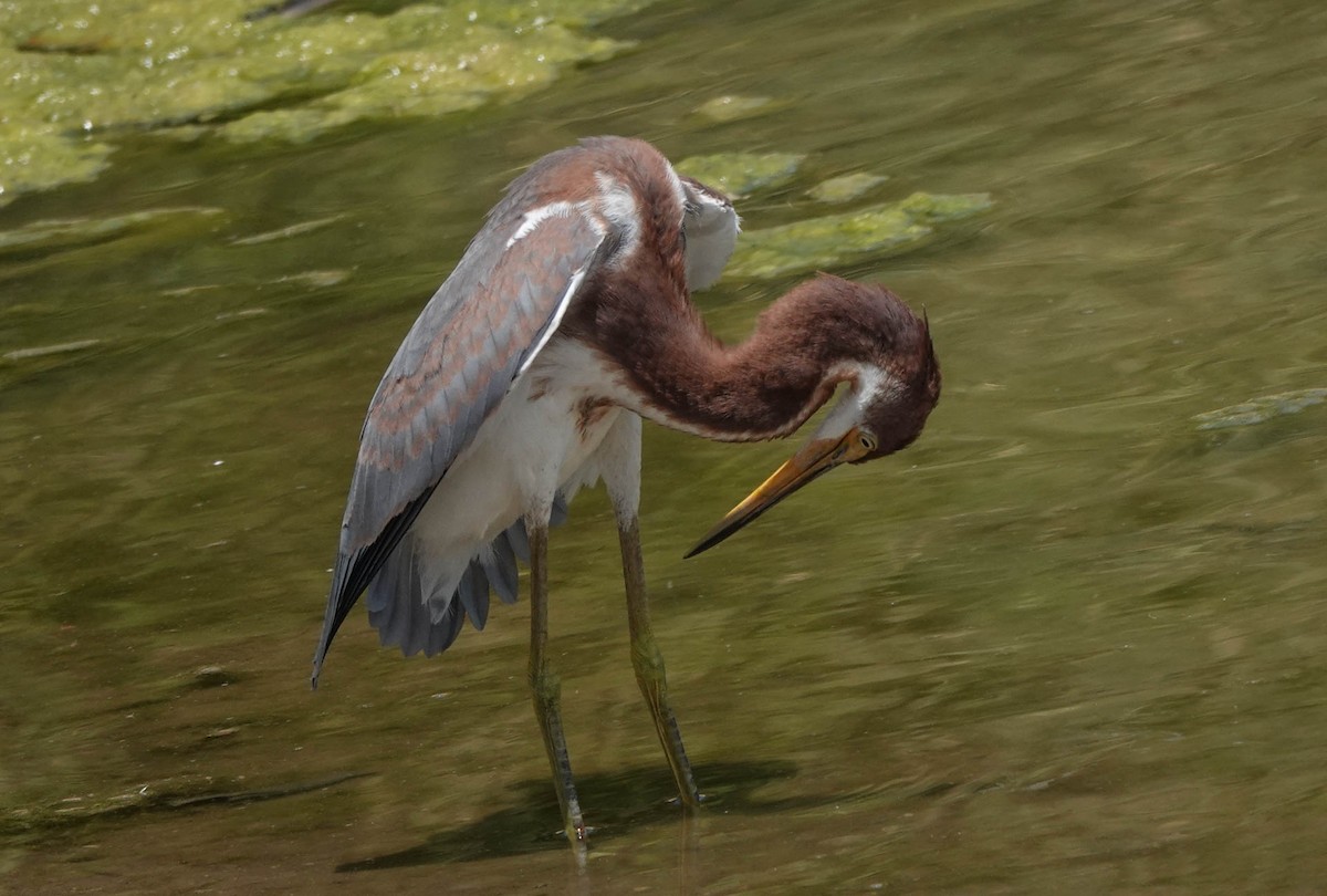 Tricolored Heron - Linda McNulty