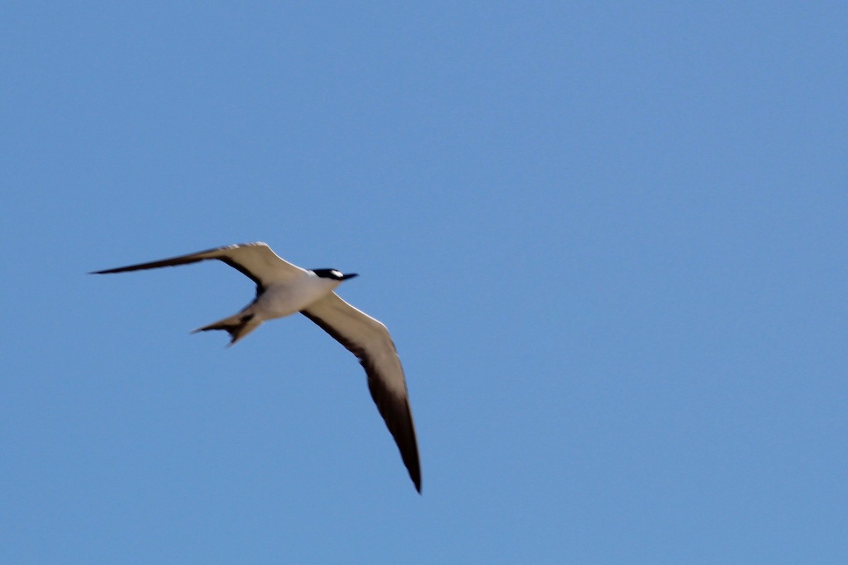 Sooty Tern - ML253720871