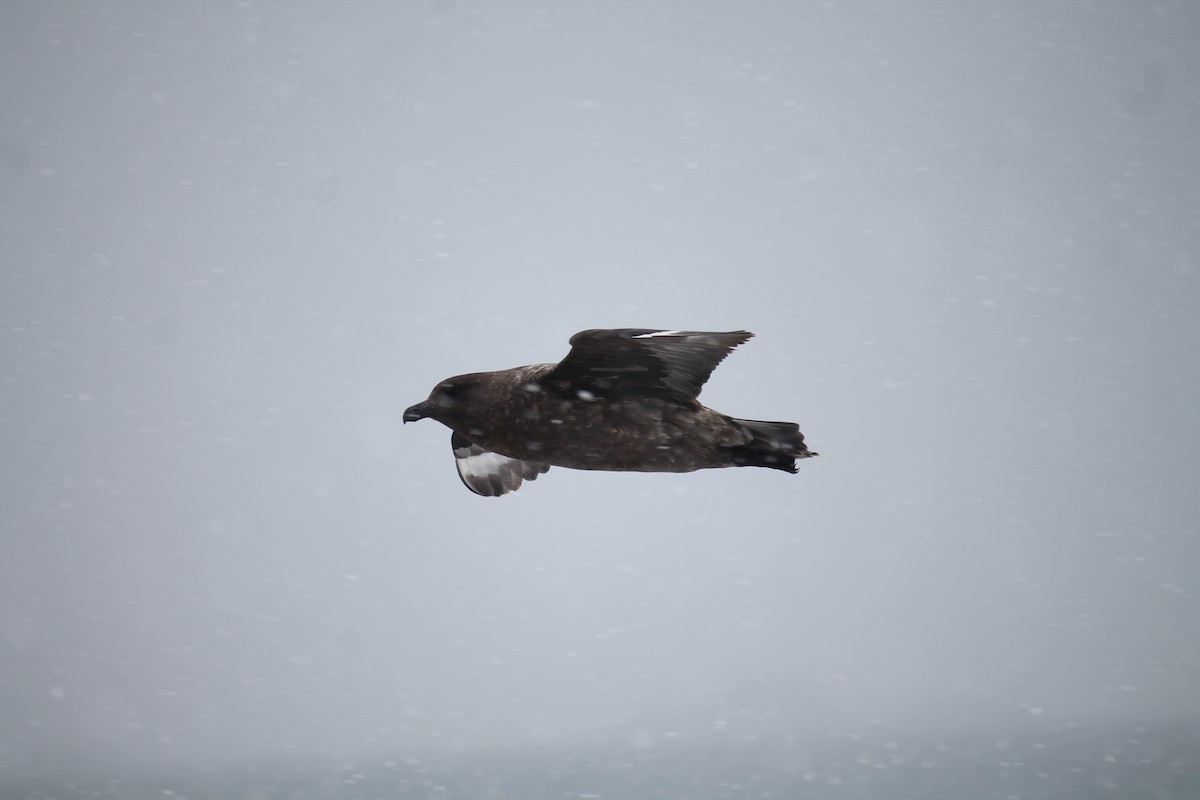 Brown Skua - Stephan Lorenz