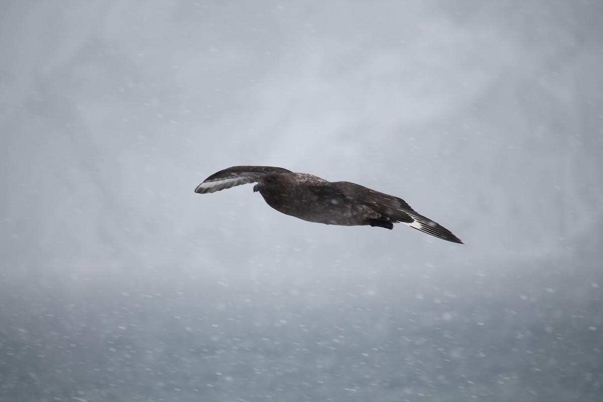 Brown Skua - ML253721751