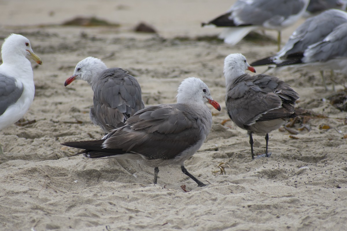 Gaviota Mexicana - ML253721881