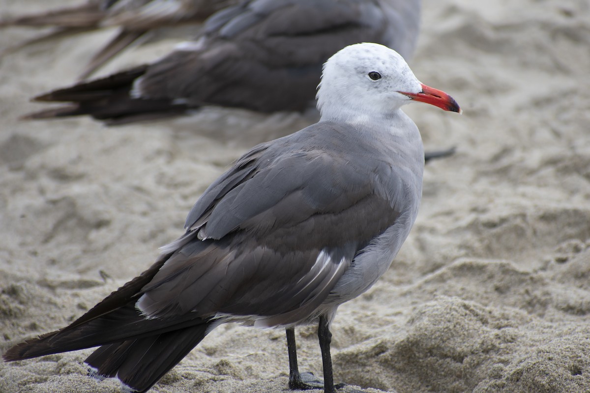 Heermann's Gull - ML253721901