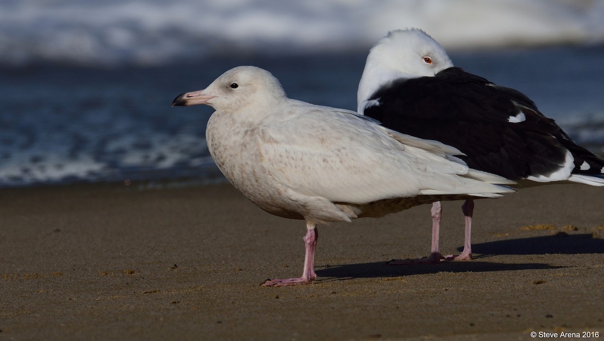 Glaucous Gull - Anonymous