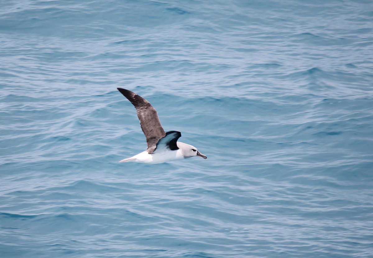 albatros šedohlavý - ML253722211