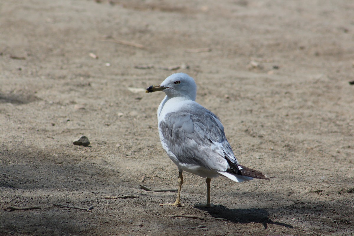 Ring-billed Gull - ML253722241