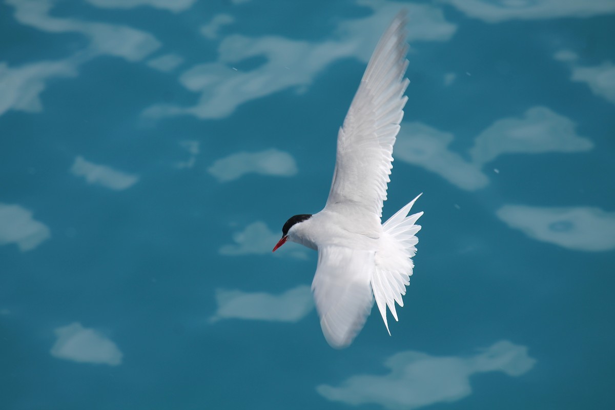 Antarctic Tern - ML253722351
