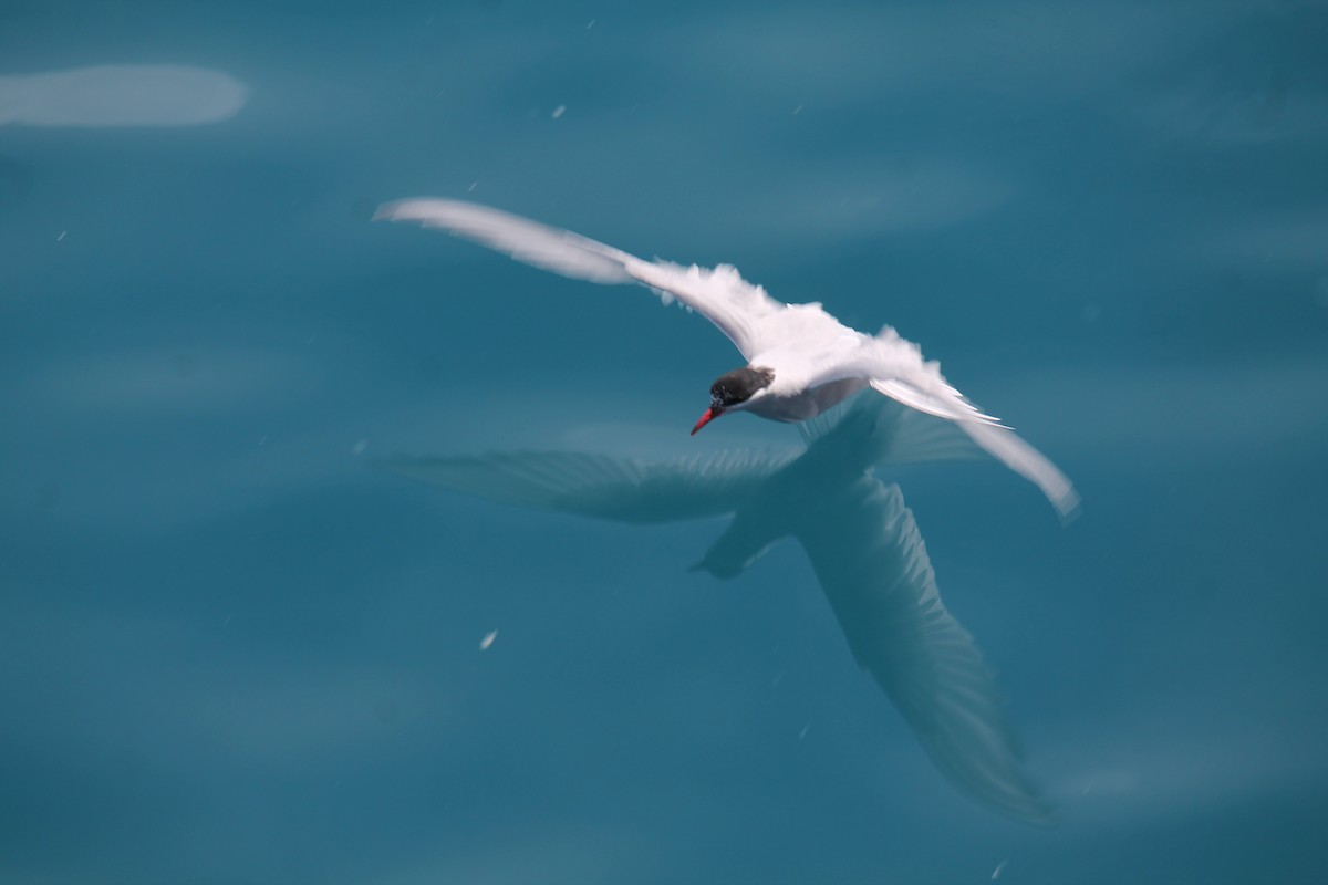Antarctic Tern - ML253722391