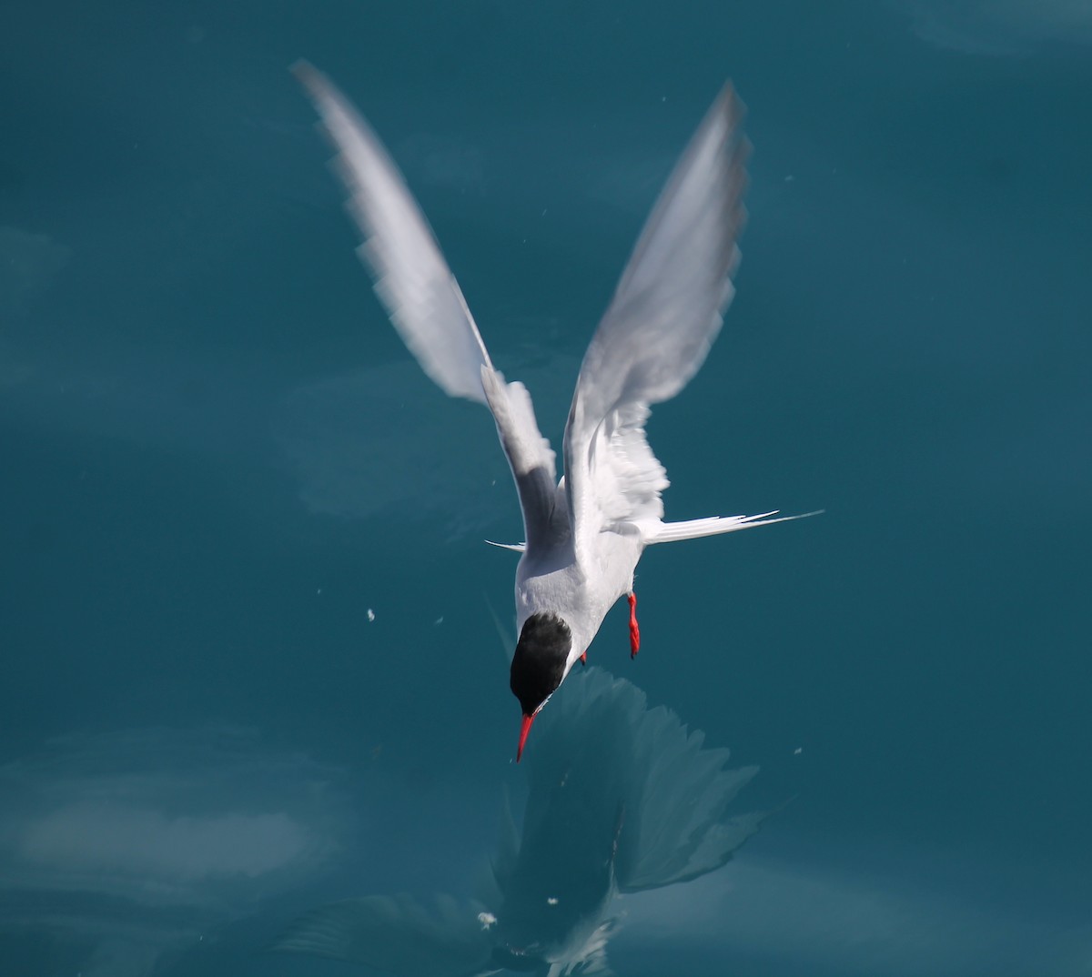 Antarctic Tern - ML253722451