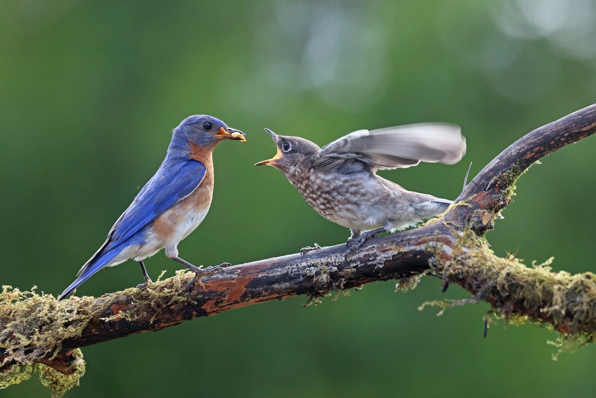 Eastern Bluebird - Karen Patterson