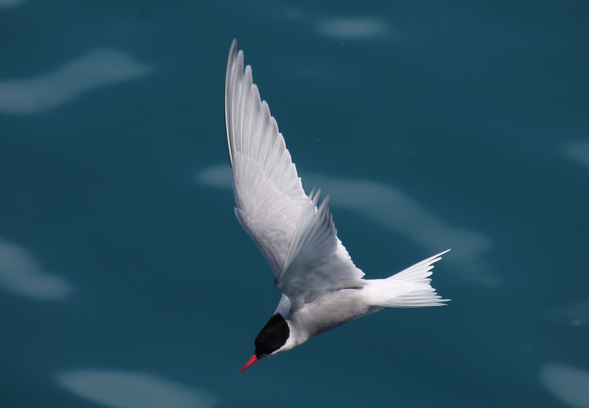 Antarctic Tern - ML253722711