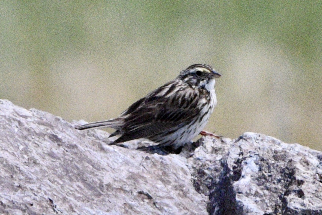 Savannah Sparrow - ML253723101
