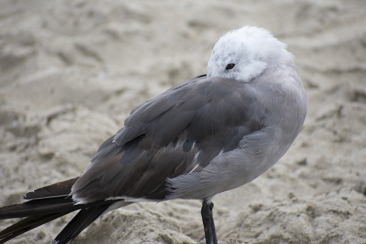 Gaviota Mexicana - ML253725151