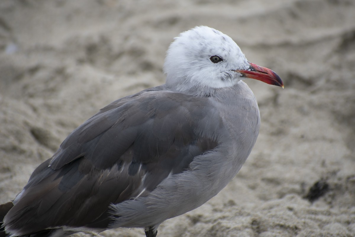 Gaviota Mexicana - ML253725181