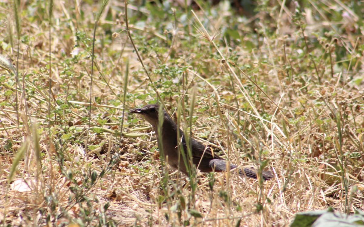 Gray Catbird - ML253725831