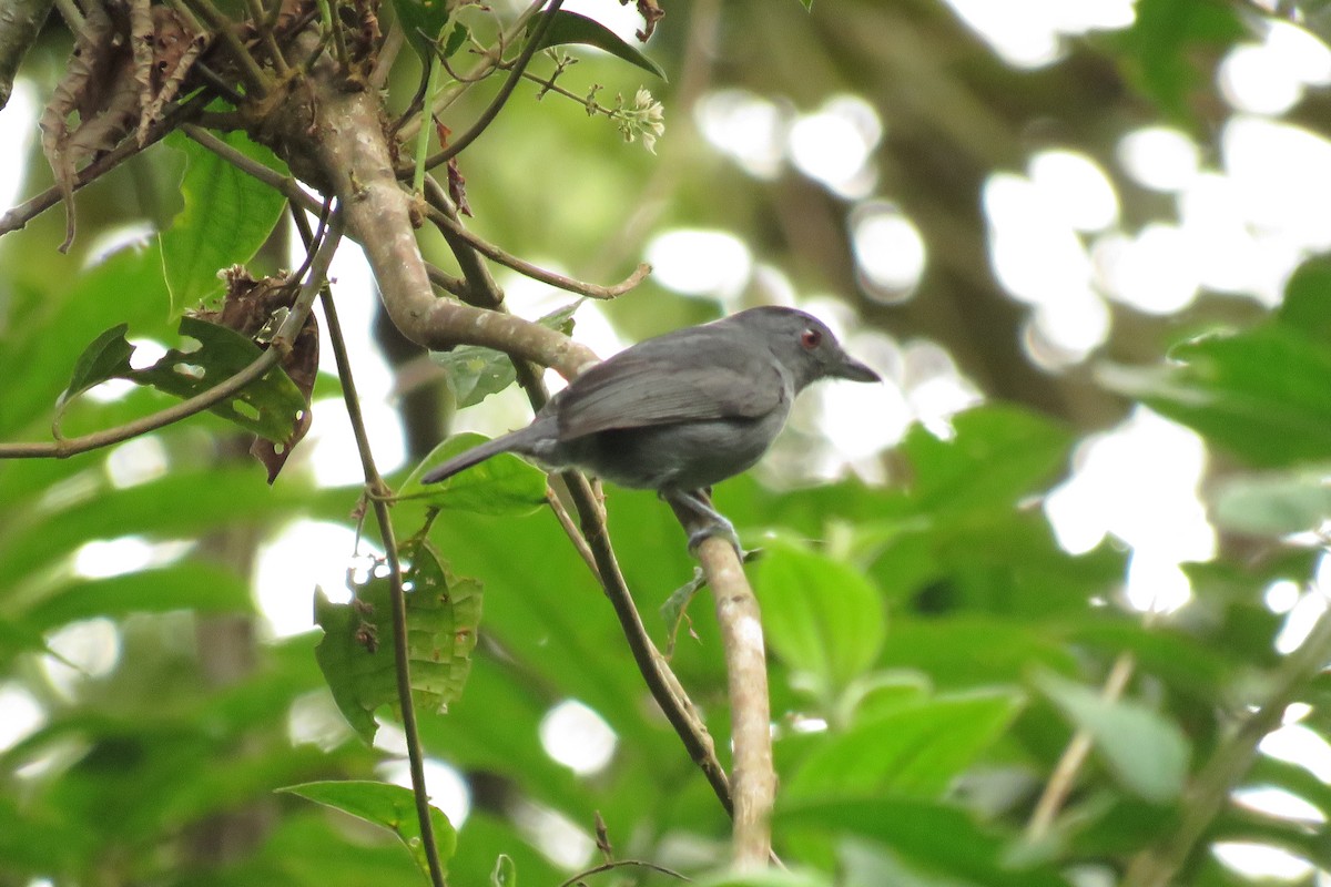 Plain-winged Antshrike - Brayan Coral Jaramillo