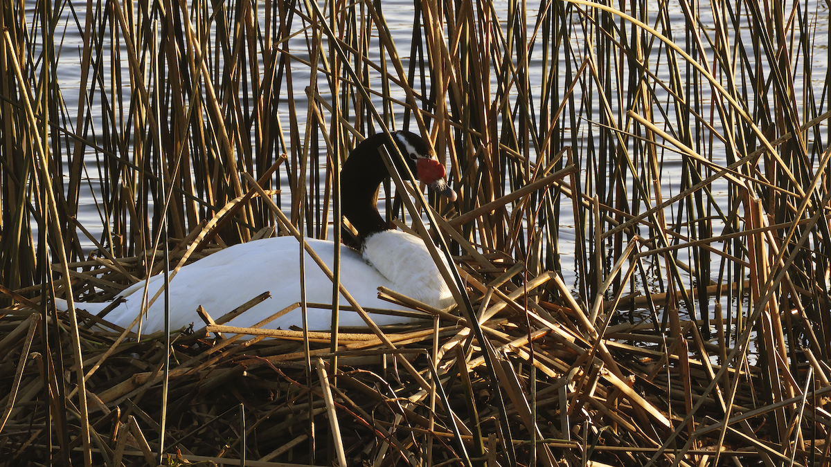Black-necked Swan - ML253729421
