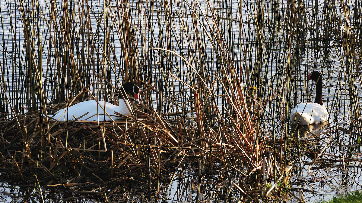 Black-necked Swan - ML253729451