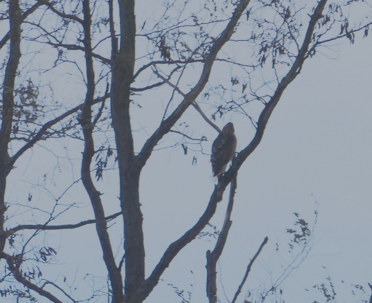 Cooper's Hawk - ML253729671