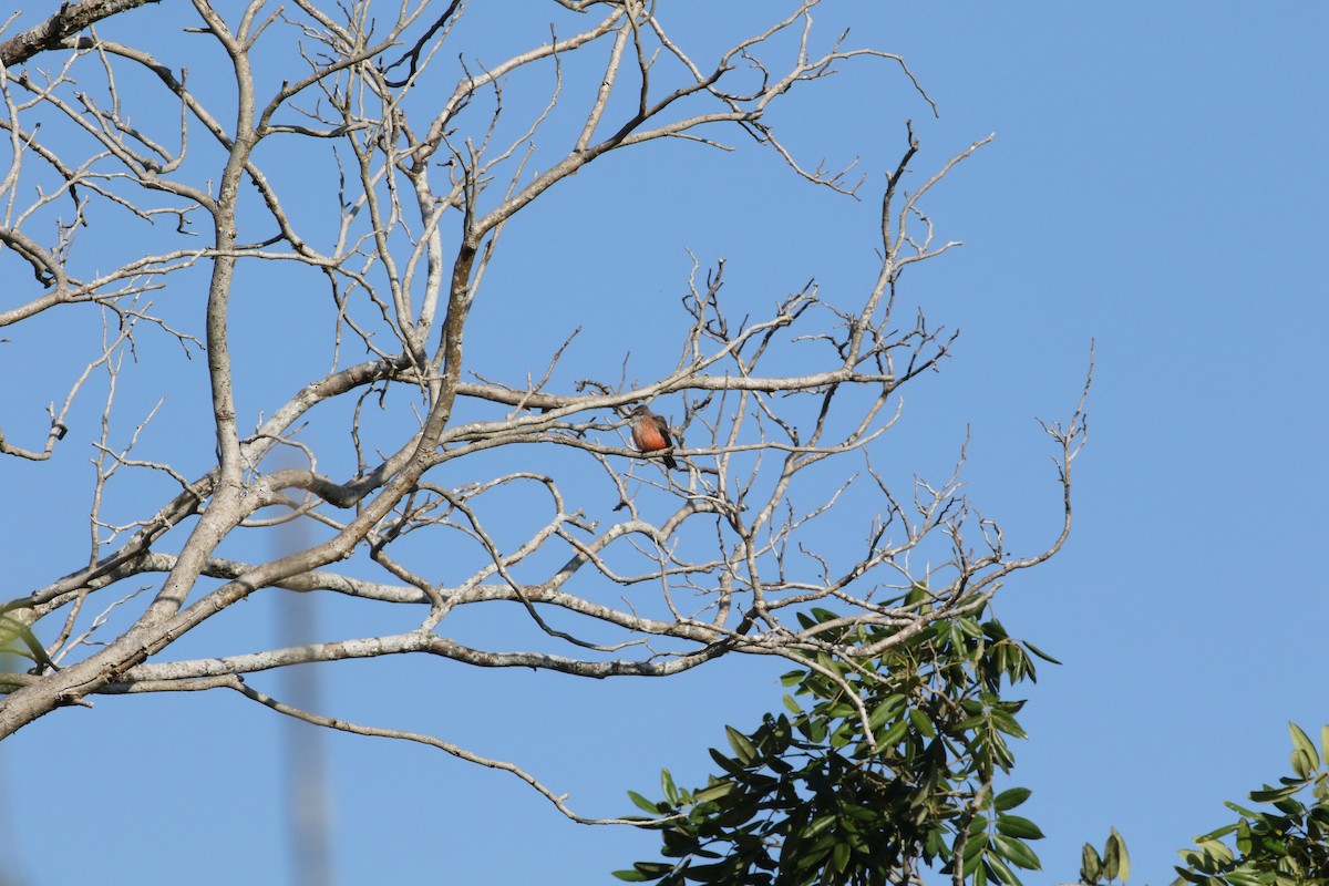 Vermilion Flycatcher - ML253729961