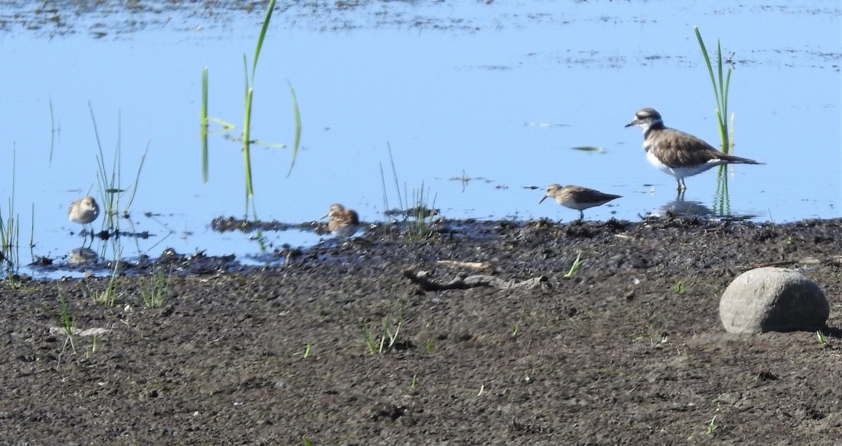 Least Sandpiper - ML253731351