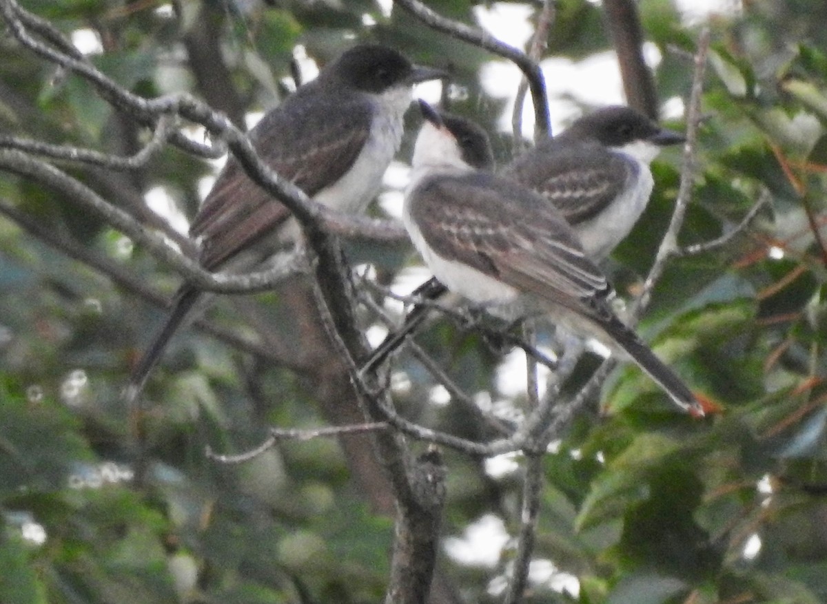 Eastern Kingbird - ML253731441