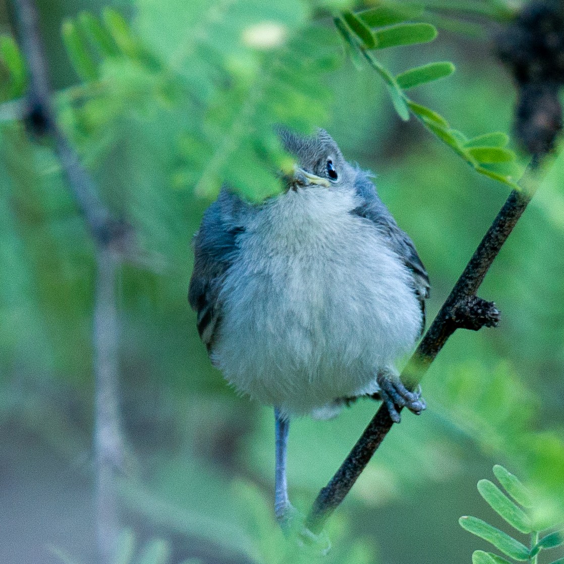 Black-tailed Gnatcatcher - Steve McInnis